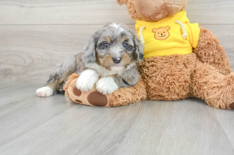 5 week old Mini Bernedoodle Puppy For Sale - Florida Fur Babies