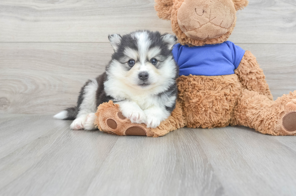 5 week old Pomsky Puppy For Sale - Florida Fur Babies