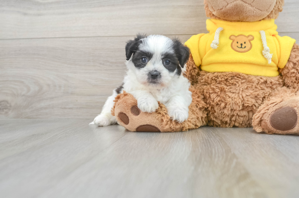 6 week old Teddy Bear Puppy For Sale - Florida Fur Babies