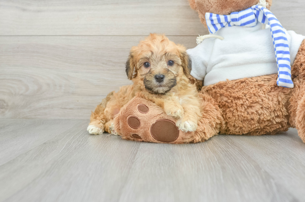 7 week old Yorkie Poo Puppy For Sale - Florida Fur Babies