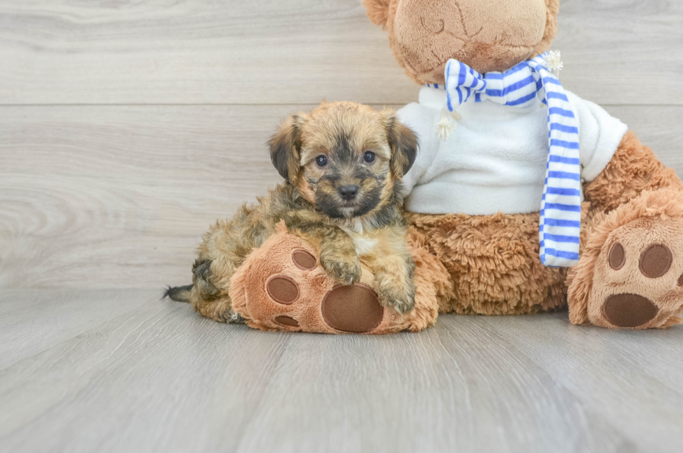 5 week old Yorkie Poo Puppy For Sale - Florida Fur Babies